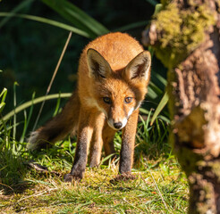 Red fox