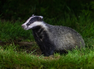 European Badger at night
