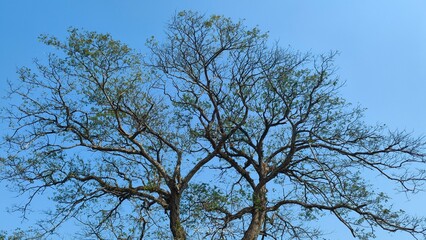 sky and tree 