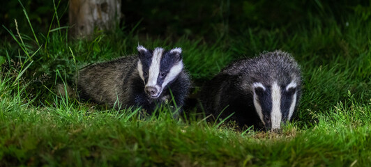 European badger at night © David