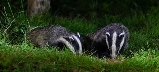 European badger at night © David