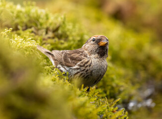 Lesser Red Poll