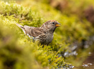 Lesser Red Poll