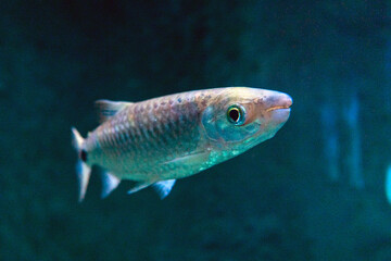 tropikalne ryby w sztucznym świetle - obrazy, fototapety, plakaty