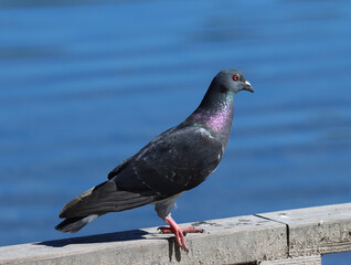 Feral pigeon
