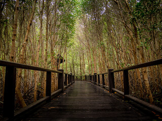 Wooden bridge walkway in the middle of natural mangrove forest, Thailand