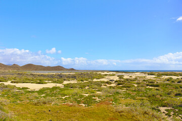 Fototapeta na wymiar Saladar de Isla de Lobos, Canarias