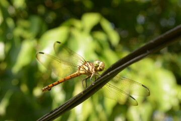 close up dragonfly perched on cable with blur background