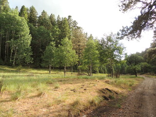 road in the forest
