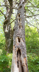 old rotten tree with many woodpecker holes