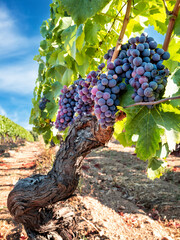 Bunches of grapes on the plant during the veraison phase. Agriculture. © francescomou