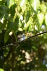 close up dragonfly perched on cable with blur background