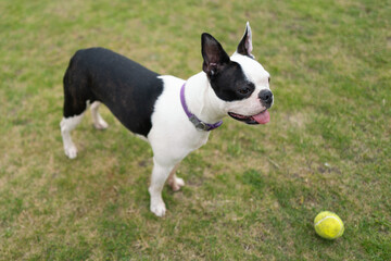 Boston Terrier dog standing on grass with a tennis ball in front of her. She has her tongue out slightly.