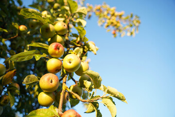 Apple tree full of bright apples. The most beautiful fruits hang unreachably high