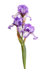 Stem of three purple and white plicata flowers of bearded iris (Iris germanica)