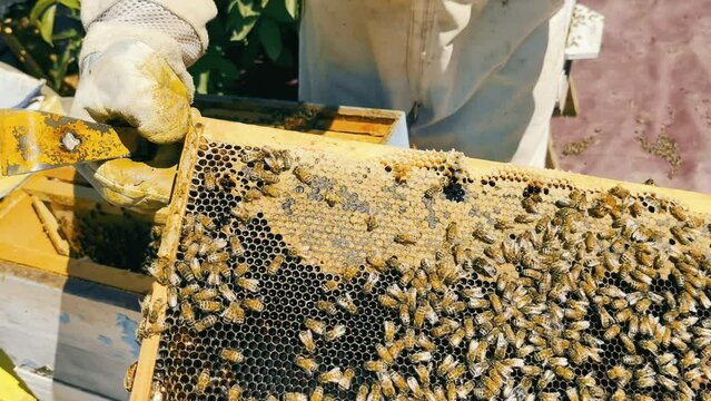 Beekeeper examining nucleus hive frame with honey. Many bees surrounded the frame. Beekeeping.