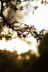 Portrait of a branch at sunset with the background out of focus. Branch of a tree with wild purple flowers. Photo with warm tones.