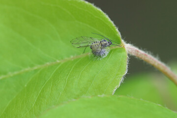Aphid killed by parasitoid wasp on pear leaf.