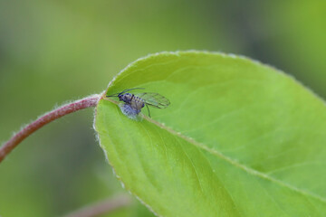 Aphid killed by parasitoid wasp on pear leaf.