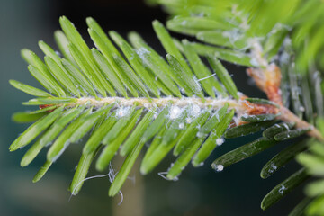 Aphids on fir twig, waxy secretions, pest of conifers.