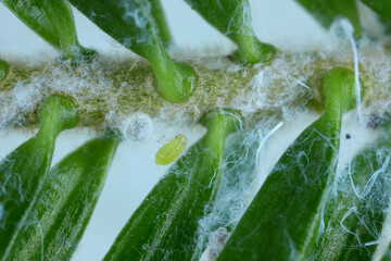 Aphids on fir twig, waxy secretions, pest of conifers.