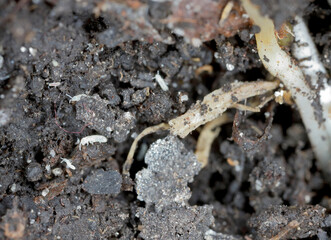 Springtails in the soil among the roots of plants. They are dangerous pests of cultivated and potted plants.