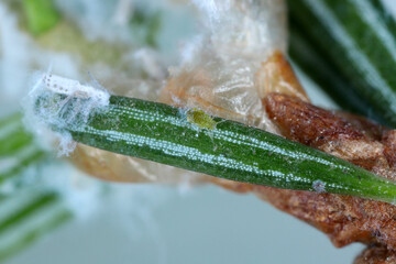Aphids on fir twig, waxy secretions, pest of conifers.