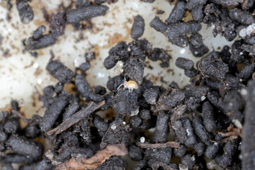 Springtails in the soil among the roots of plants. They are dangerous pests of cultivated and potted plants.