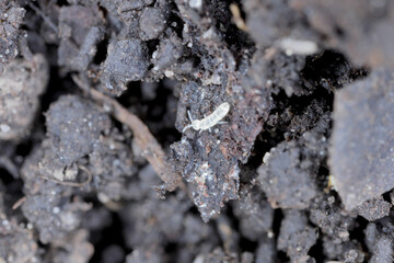 Springtails in the soil among the roots of plants. They are dangerous pests of cultivated and potted plants.
