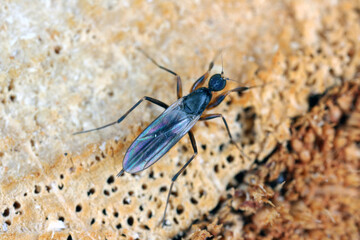 A predatory fly -Dance fly, Hybotidae, sitting on wood.