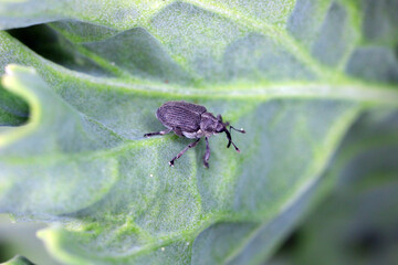 Ceutorhynchus napi weevil of beetle from family Curculionidae. This is pest of cabbage family e.g....