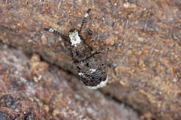 Fungus weevil (Platystomos albinus) on wood.