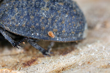 A tiny mite on Hide Beetle (Trox sp.) 