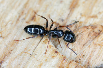 Carpenter ant Camponotus on wood.