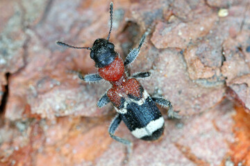 The ant beetle - Thanasimus formicarius, also known as the European red-bellied clerid.