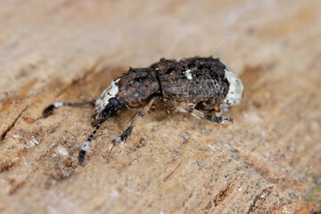 Fungus weevil (Platystomos albinus) on wood.
