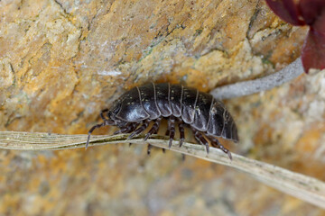 Close up of a woudlouse species, Porcellio spinicornis. 