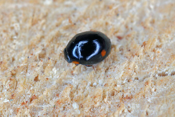A tiny ladybug (coccinellidae) on wood.