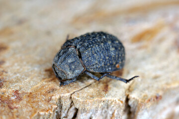 Hide Beetle (Trox sp.) on stone.