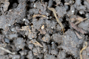 Springtails in the soil among the roots of plants. They are dangerous pests of cultivated and potted plants.