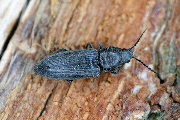 Click Beetle (Elateridae) on wood.