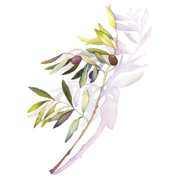 Olive mediterranean leaf branch watercolor watercolour poster print painting flower botanical botanic art room decor wall design abstract inspiration palette sketch nature study artist inspired summer