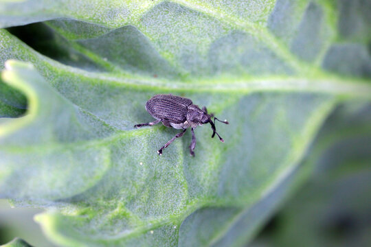 Ceutorhynchus napi weevil of beetle from family Curculionidae. This is pest of cabbage family e.g. oil rape plants, cauliflower, broccoli.