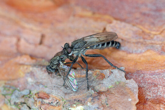 A predatory fly eating a hunted fly.