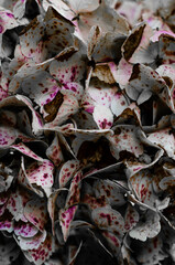 Close portrait of white flowers with purple. Some petals are dry.