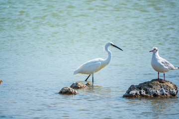 The small white heron or Little egret stands in the lake
