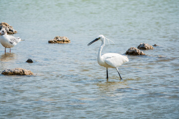 The small white heron or Little egret stands in the lake