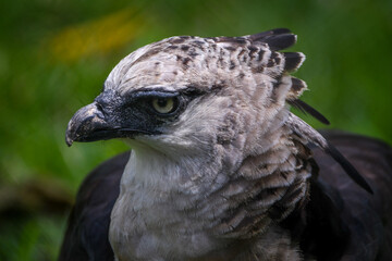 Crested Eagle (Morphnus guianensis)