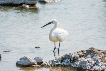 The small white heron or Little egret stands in the lake
