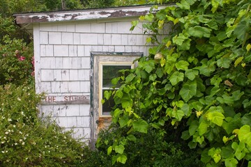 Small wooden studio with studio sign on the wood siding.  Cloaked in grape vines so you can hardly see the door